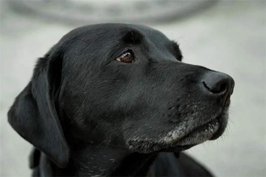 犬が吠える理由5選！プロが教える吠え癖の直し方