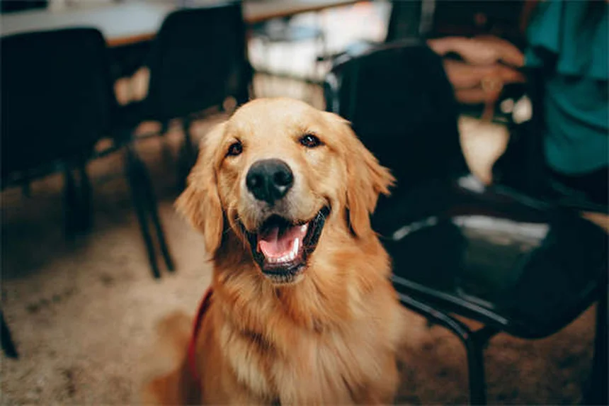 犬が吠える理由5選！プロが教える吠え癖の直し方