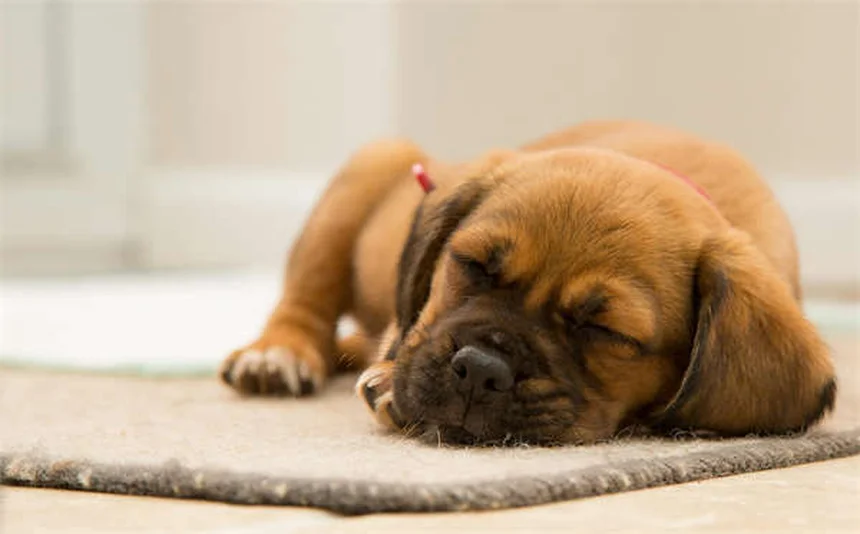 犬が吠える理由5選！プロが教える吠え癖の直し方