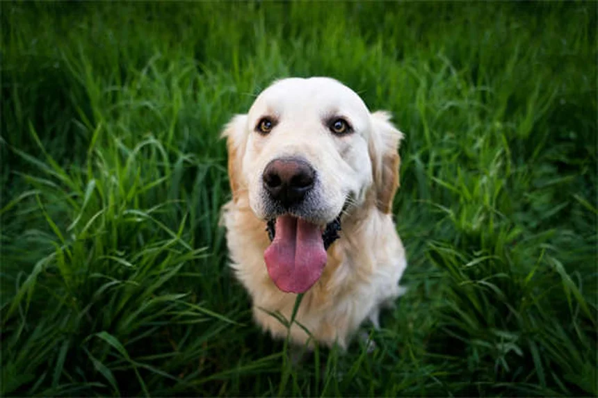 犬が吠える理由5選！プロが教える吠え癖の直し方