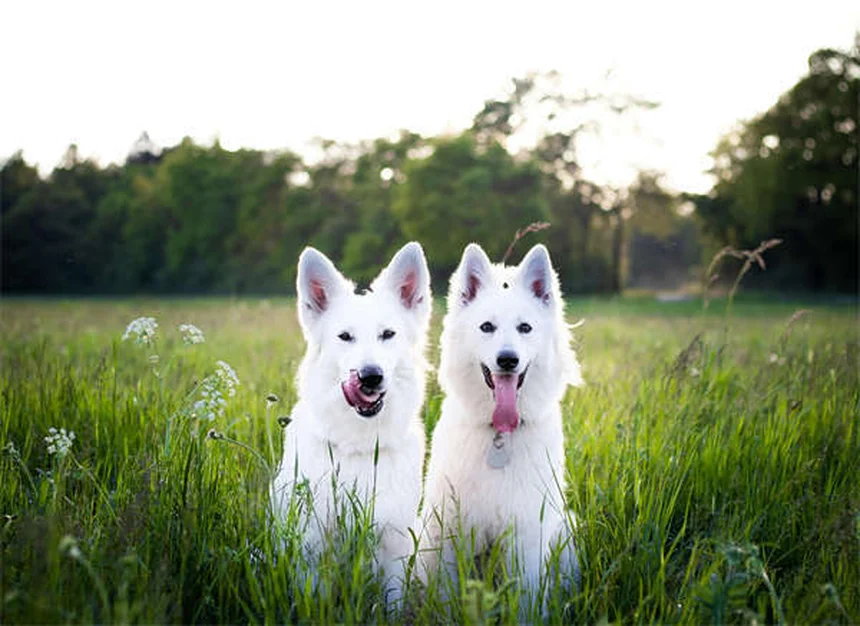 犬が頻繁にくしゃみをする理由｜原因と対処法を獣医師が解説