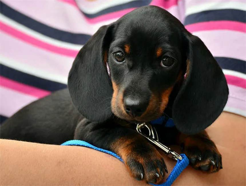 犬が頻繁にくしゃみをする理由｜原因と対処法を獣医師が解説