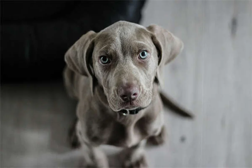 犬が頻繁にくしゃみをする理由｜原因と対処法を獣医師が解説