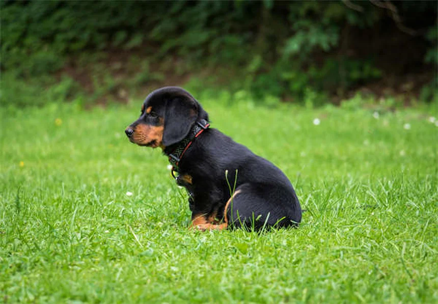犬の慢性痛に効くアマンタジンとは？効果的な使い方と注意点