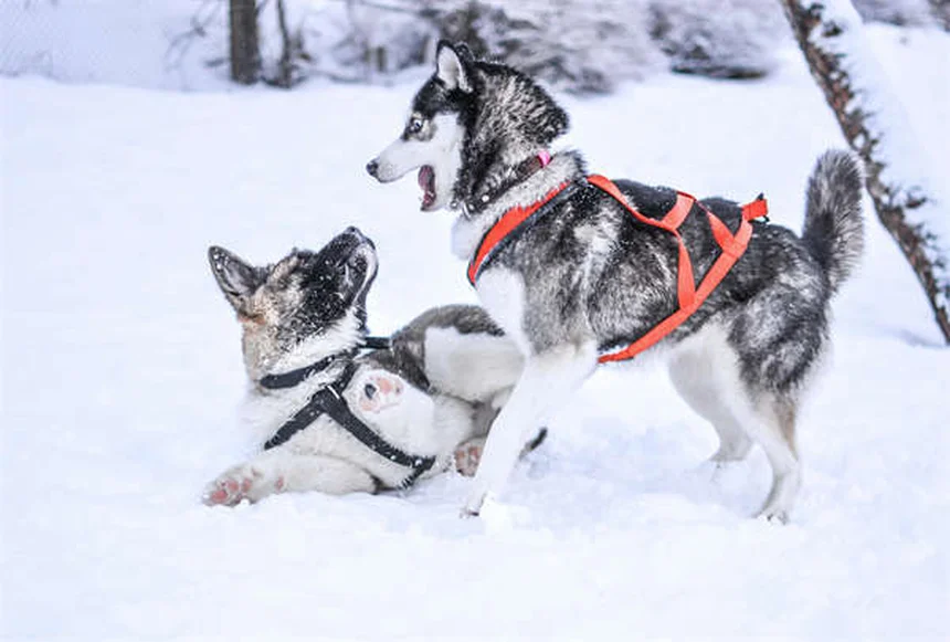 犬の慢性痛に効くアマンタジンとは？効果的な使い方と注意点