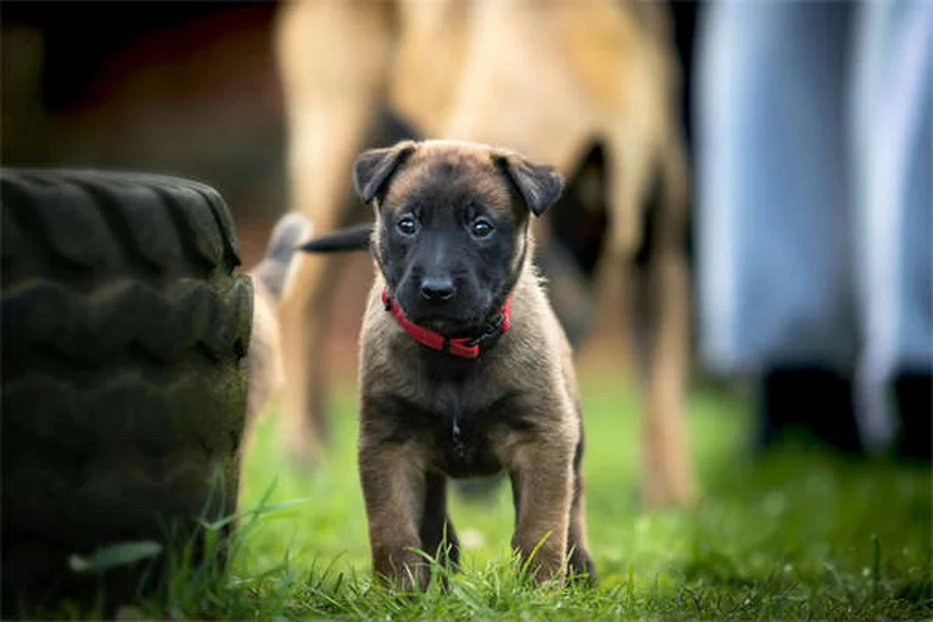 犬の慢性痛に効くアマンタジンとは？効果的な使い方と注意点