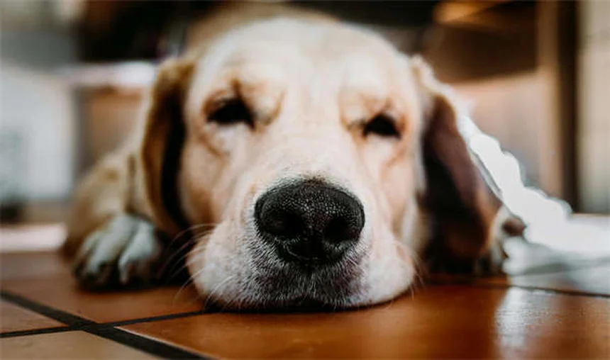 犬の慢性痛に効くアマンタジンとは？効果的な使い方と注意点