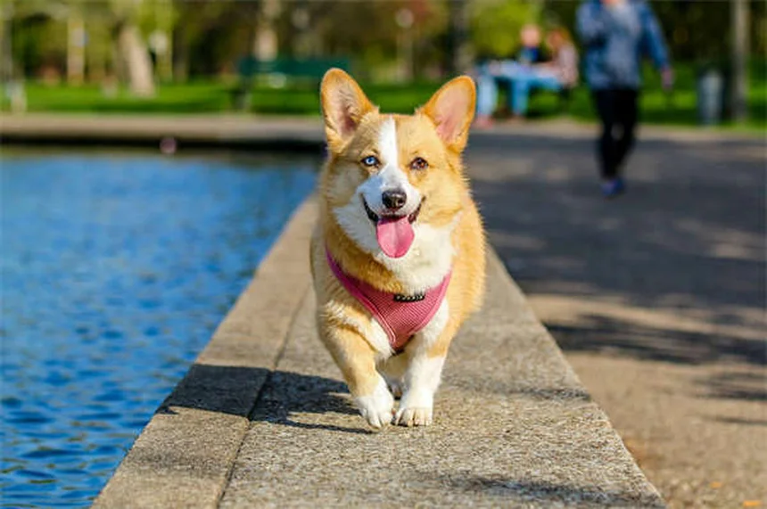 犬が震える10の理由｜愛犬のSOSサインを見逃さないで！