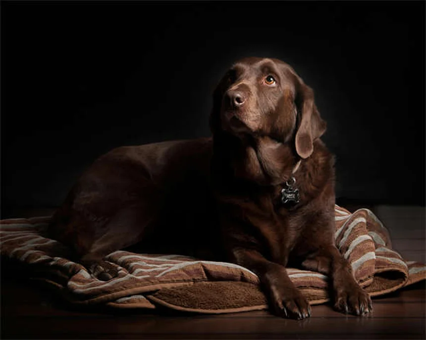 犬が震える10の理由｜愛犬のSOSサインを見逃さないで！