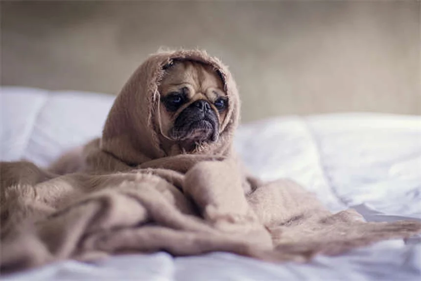 犬のトイレ回数が多い理由と対処法【獣医師が解説】