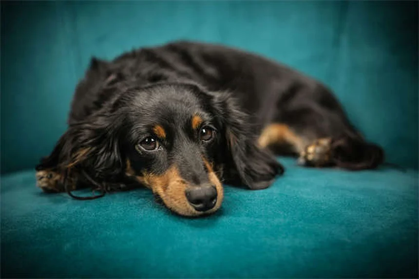 犬の鼻水の原因と対処法｜子犬と老犬で異なる症状と治療法