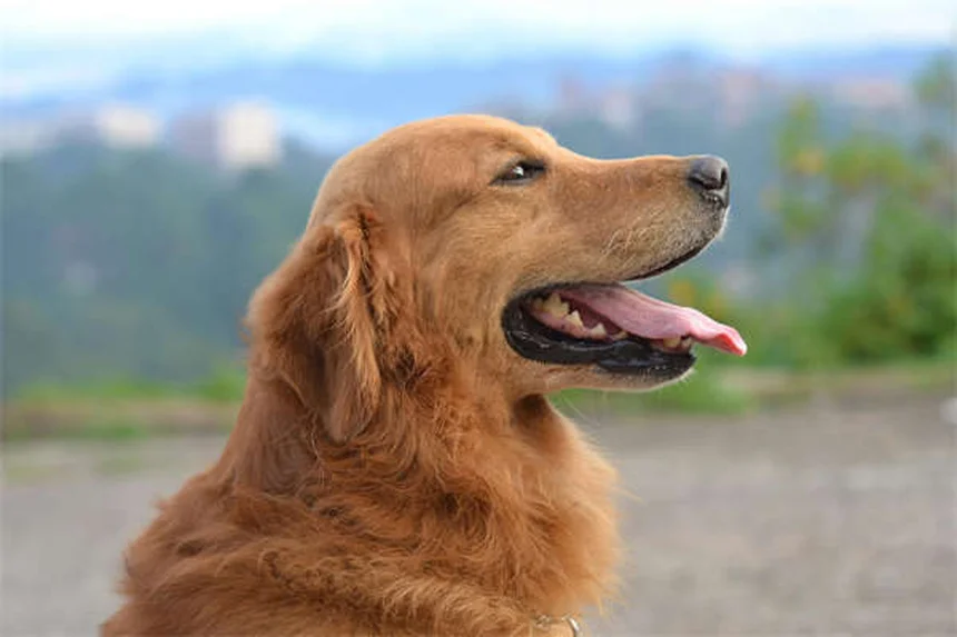 犬の鼻水の原因と対処法｜子犬と老犬で異なる症状と治療法