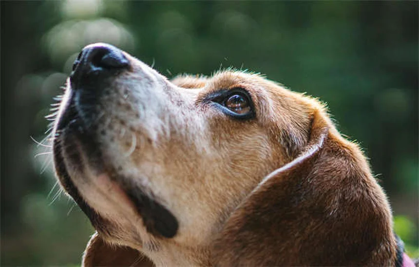 愛犬と安全に過ごす！クリスマスツリーの犬対策7つのコツ