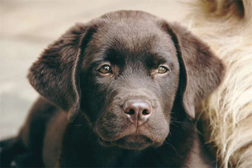 犬の肺高血圧症とは？症状・原因・治療法を徹底解説