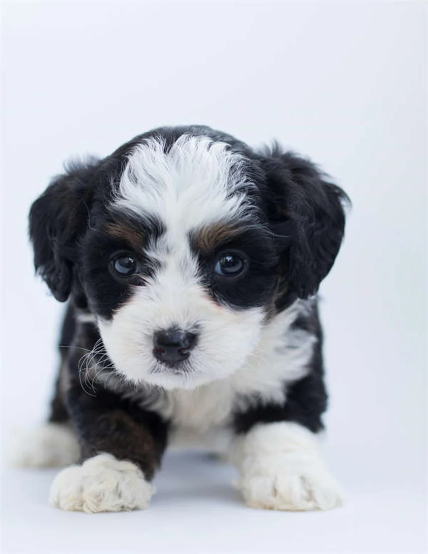 犬の皮膚タグとは？原因から対処法まで徹底解説
