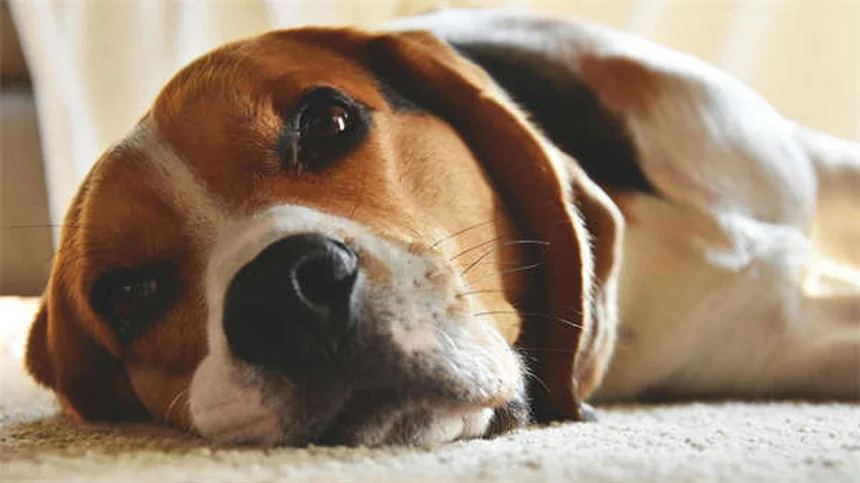 犬の皮膚タグとは？原因から対処法まで徹底解説