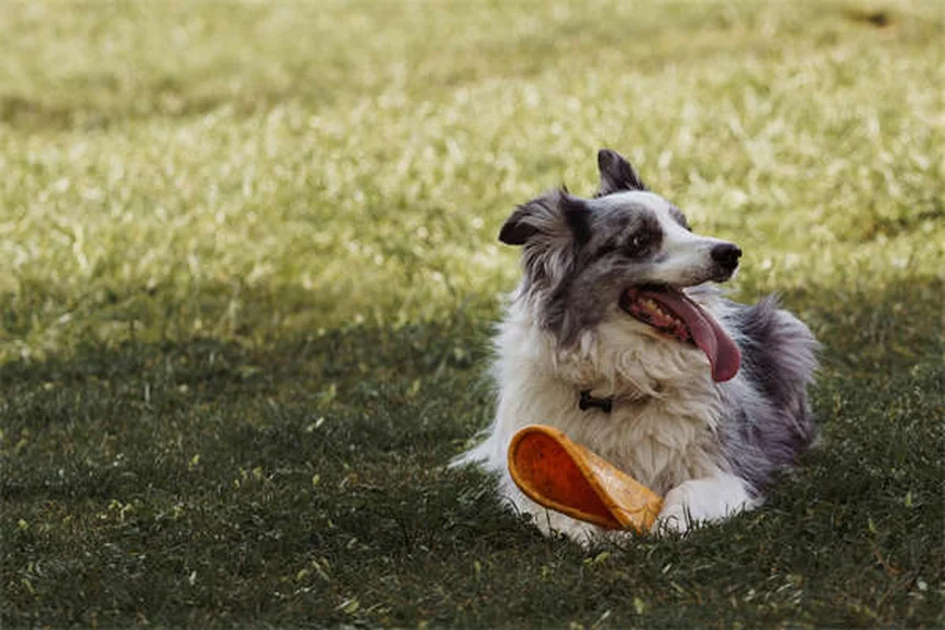 犬の皮膚タグとは？原因から対処法まで徹底解説