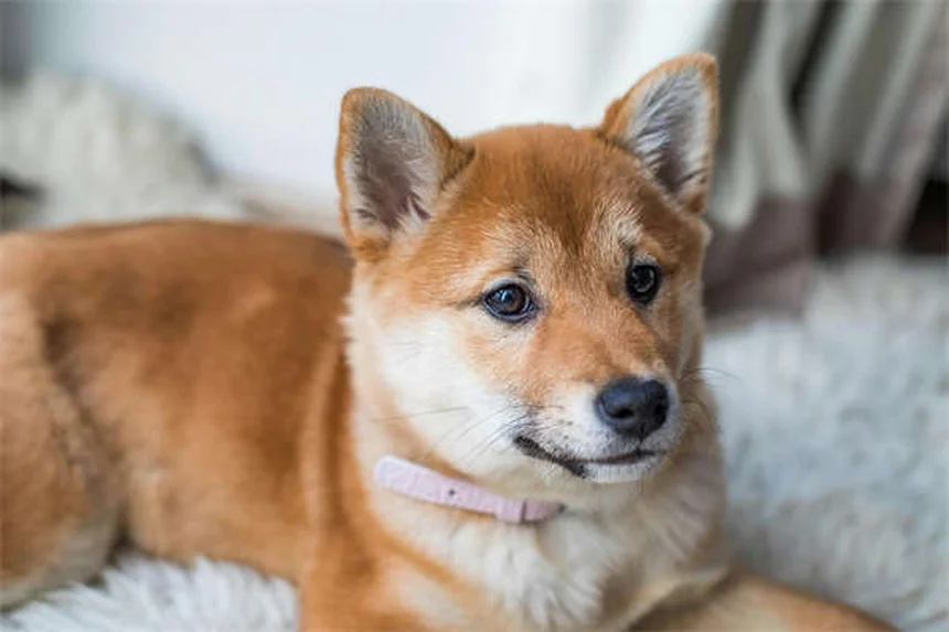 シニア犬のストレッチ方法5選｜関節ケアで愛犬の健康寿命を延ばす