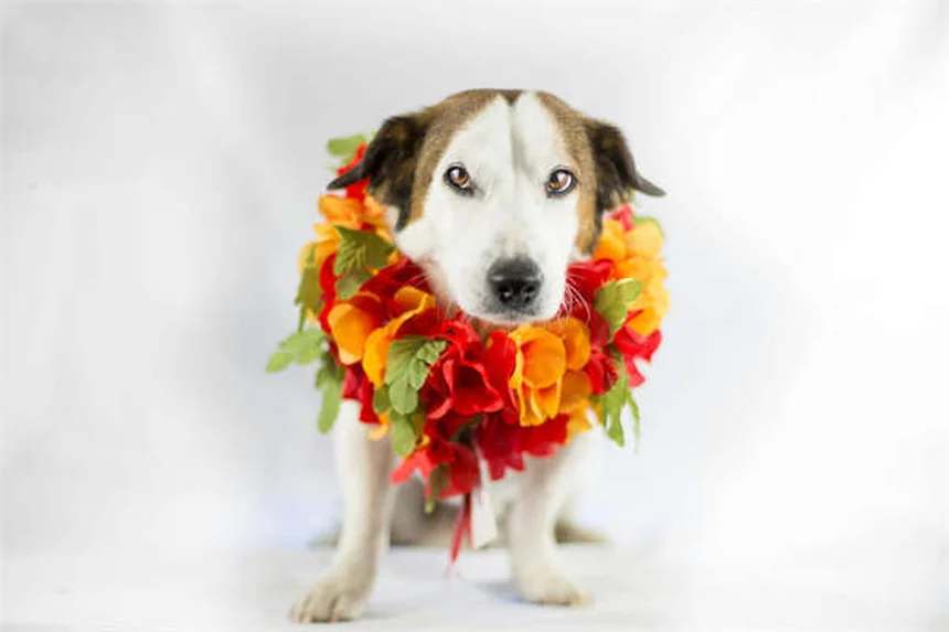 猫のデクローイングは違法？世界各国の禁止事情と代替方法