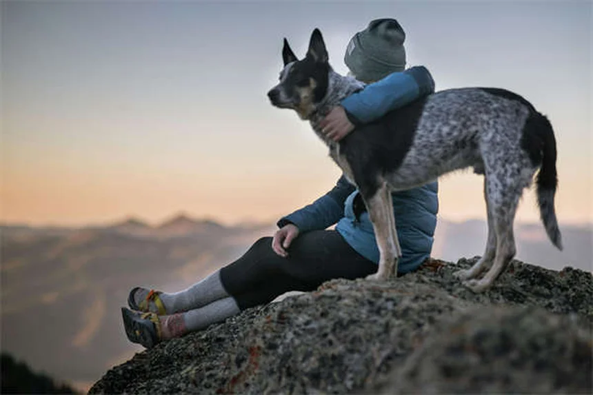 シニア犬の医療費節約と健康管理のプロが教える5つの秘訣