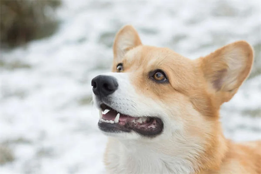 シニア犬のごはん選びで失敗しない5つのポイント【獣医師推奨】