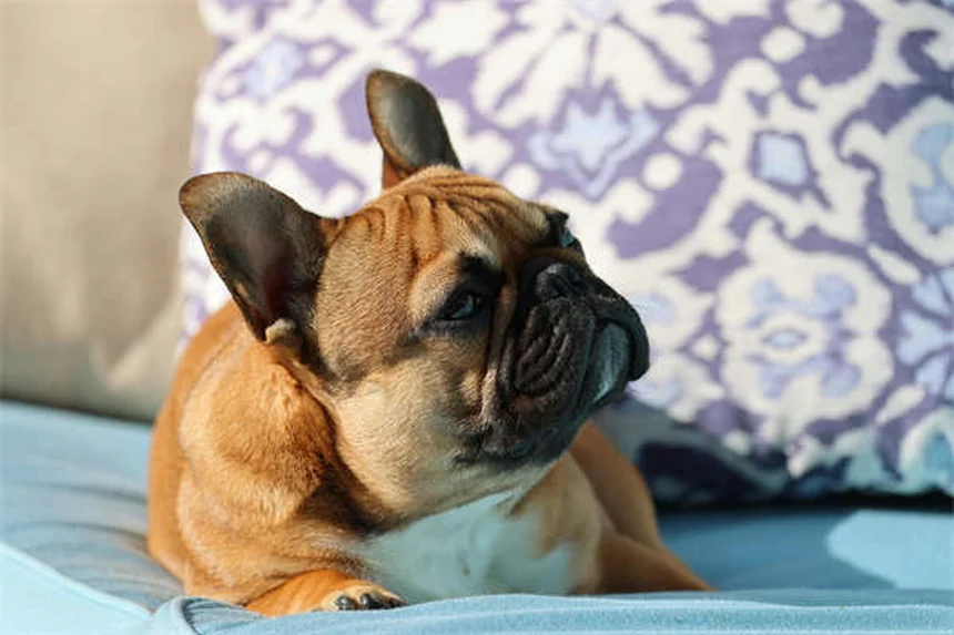 シニア犬のごはん選びで失敗しない5つのポイント【獣医師推奨】